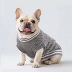 Varsity Knit Dog Vest