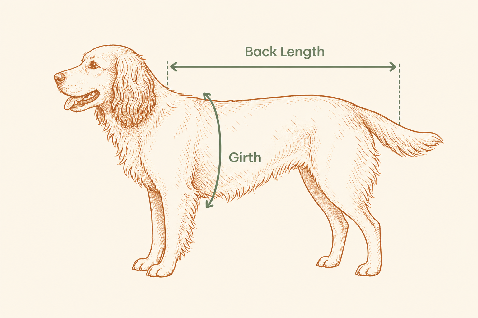 How to measure back length and girth for pet clothing