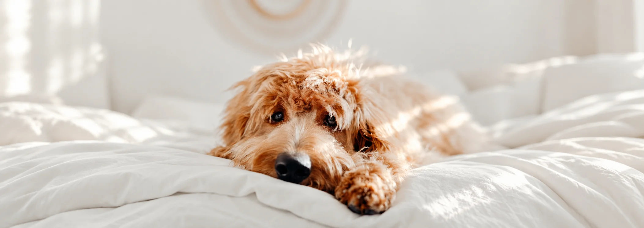 Dog resting on soft bedding