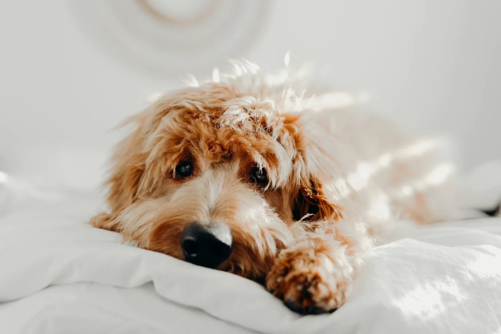 Dog resting on soft bedding
